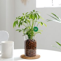 피플랜트 홍콩야자 하이드로볼 수경재배 수생 식물 키우기, 홍콩야자 하이드로볼 수경재배 SET