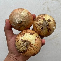 햇살조은 국내산 햇 양파, 양파(중/장아찌용), 1개, 10kg, 10kg