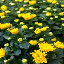 [용이네 화원] 아름드리 국화꽃 다발화분 노란국화 190 화원 농원, 1개