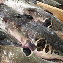손질복어 생물복어 참복 자주복 500g(1-2마리) 생복어검복 복어지리 복매운탕, 생물참복(생물검복)1kg(1-2마리)