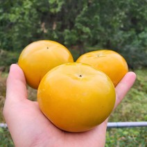 고당도 부유 단감 2kg 외, 햇 단감