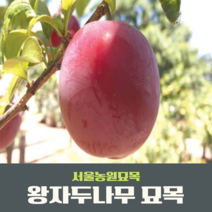 서울농원묘목/자두나무 묘목 왕자두 알프스왕자 접목1년생, 왕자두(하묘)