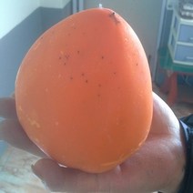 대봉감나무 야오끼대봉감나무 2년생중묘, 야오끼대봉감나무2년생