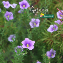 솔잎도라지 [3포트] (복남이네야생화 여름 야생화 모종 카페식물 보라색꽃 푸른종지꽃 은잔화 퍼플 종지꽃 니에렘베르기아 nierembergia)