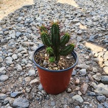 꽃백화점 홍기린선인장소품 15~25cm 25