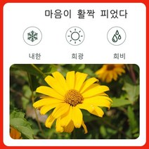 코스모스 씨앗 Gesang 꽃 태양 꽃 씨앗 화분 정원 꽃 바다 꽃 씨앗, 훌륭한, 1000 캡슐