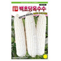 콩 옥수수 씨앗 강낭콩 작두콩 서리태 호랑이콩 종자 백태 땅콩 율무 녹두 팥 완두콩 씨, 6. 백초당옥수수 100립