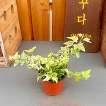 가꾸다 마이크로아이비 무늬가 예쁜, 1개