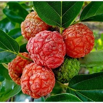 꾸지뽕 즙 마카 분말 감초 함유 프리미엄 100ml x 60포, 1개