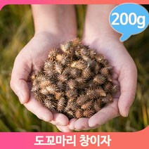 국화과 약초 창이자 200g 도꼬마리 열매 건강 한방, 1개