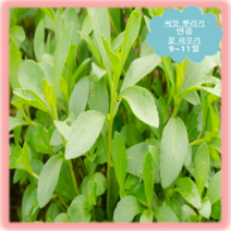 [나은식물원]7.허브(스테비아)-50립, 1개