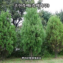 뿌리로템원예종묘_조선측백 측백나무 키150cm 조경수 울타리용 묘목, 조선측백 키150cm