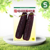 흑마1호옥수수 씨앗 30g 흑찰옥수수 다수확 종자, 단품