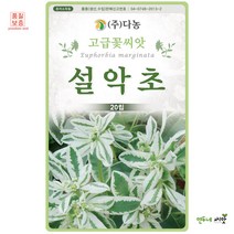 설악초씨앗 20립 초설초 설악초꽃 야생화종자 고급훼화 꽃씨