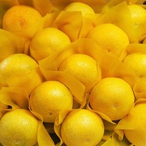 제주 직송 황금향 가정용 제주황금향 혼합과 특상품, 특상품 4.5kg(29~34과), 1개