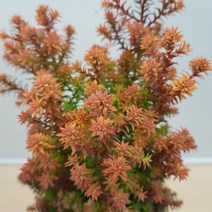 [용이네 화원] 붉게 물든 블링블링 황금미니 편백나무 옐로우봉 249 농원