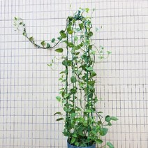 오이지지대 오이유인줄 오르망 국화 포도, 높이 80cm