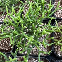 [올식스] 리프앤샤리프, 1개