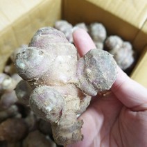 국산 자색 생돼지감자 붉은 감자 혈당조절 뚱단지 조림용 되지감자 5kg 10kg 가격 용, 참구수한 자색 생 돼지감자 10kg