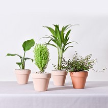 실내공기정화식물 이태리토분 분갈이 식물키우기 몬스테라 유칼립투스 테이블야자 오렌지자스민, 15.거북알로카시아, 2.이태리 황토