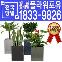 개업화분 개업선물 배달 이사 실내공기정화, (선택92)칼라유카