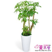 공기정화식물 개업화분 축하화분 화분배달 스투키 행운목 금전수 전국당일배송, A01 대박나무, 1개