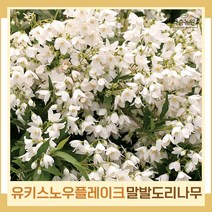 말발도리나무 묘목 신품종 유키스노우플레이크 4치포트 2개
