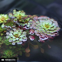 [미미네아쿠아]루드위지아 세디올데스 2줄기 (부상수초 수생식물), 상세 설명 참조