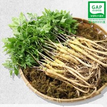 국산 황토 유황 농법재배 새싹삼 새싹인삼 미니인삼, 유황 새싹삼 미니 15cm내외 100뿌리, 1개