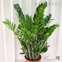 플라워석 금전수 대품 75cm 돈나무 거실 정원 키우기 쉬운 공기 정화 반려 식물 개업 오픈 선물 강추