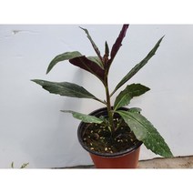 금시초 화분 모종 포트 5개