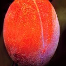 묘목/자두나무 (후무사)/R3결실주(분) kk727