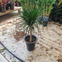 꽃백화점 신종드라코 대품 70~120cm 399, 1개