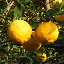 고흥에서 키운 청유자 황금유자 고흥 햇 유자 생과, 고흥 청유자[3kg], 1개