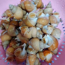 포항 백골뱅이탕 당일조업 생골뱅이 생물 1kg, 당일조업 생물 백골뱅이 1kg, 1개