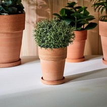 [모던하우스] 그라피토 테라코타 화분 D12.5cmXH15cm, 단품