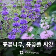 우리화훼종묘 층꽃나무 층꽃풀 씨앗 -인카나 혼합 0.05g, 1개