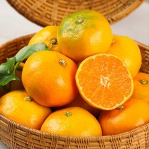 금귤 하우스귤 제주감귤농장 2.5kg 5kg, 로얄대과 5KG