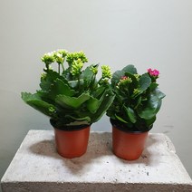 [나인에잇틴]1＋1 카랑코에 색상랜덤 47