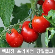 토마토효능 토마토 주스 과일 가락청과네 2kg [WB81256], 쿠팡 1, 쿠팡 본상품선택