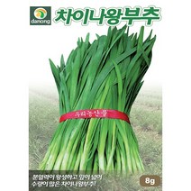 (씨앗) 차이나왕 부추 2종 ( 8g 20g ) 중 1종-잎이 넓은 전구지 소풀 - 부추 씨앗 종자, 차이나왕부추 (20g)