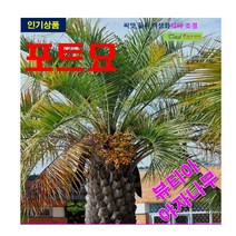 포트묘 뷰티아 야자나무 2주