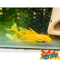 L-144 안시숏핀 3~4cm 열대어 청소물고기, L-144 안시롱핀 3~4cm 1마리/ 열대어 관상어