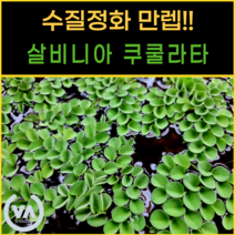 [비바소녀] 수질정화수초 살비니아 쿠쿨라타 (15뿌리) / 부상수초 초보수초 은신처
