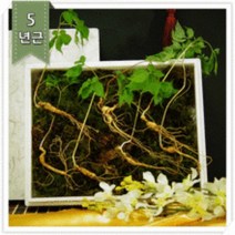 산양산삼 산삼세트 산삼의효능 산삼파는곳 산양삼5년근 산삼초 산삼구입 체력보약