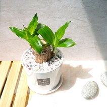 플랜트스토리 실내공기정화식물 스노우화이트 중형 도자기 화분, 1개, 행운목