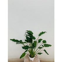 제나두셀렘 셀럼 중품 40~60cm 89, 1개