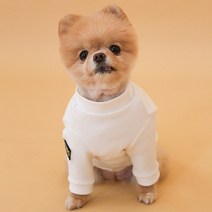 강아지봄옷 애견 티셔츠 국산 명품 맨투맨 예쁜 티 귀여운 강이지 소형견옷 블랙 화이트