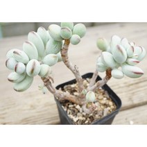 [호피방울복랑군생 0621] 홈가드닝 분재 선인장 키우기쉬운 아프리카 다육이 공기정화 특이한 귀여운 예쁜 희귀한 인테리어 생일 소형 작은 개업선물 리톱스 코노피튬 식물