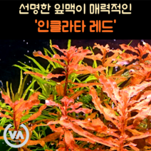 [비바소녀] 선명한 잎맥이 매력인 루드위지아 인클라타 레드(7줄기) 초보수초 레이아웃 미니어항